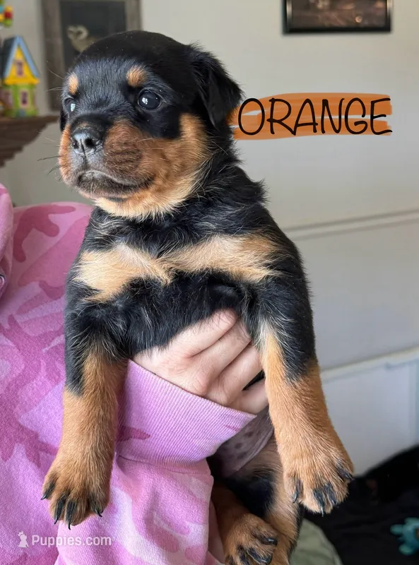 Orange Girl – Rottweiler puppy for sale in Monroe, WI