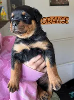 Orange Girl, a female Rottweiler for sale in Monroe, WI – 1 of 1