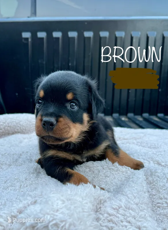 Brown Male – Rottweiler puppy for sale in Monroe, WI