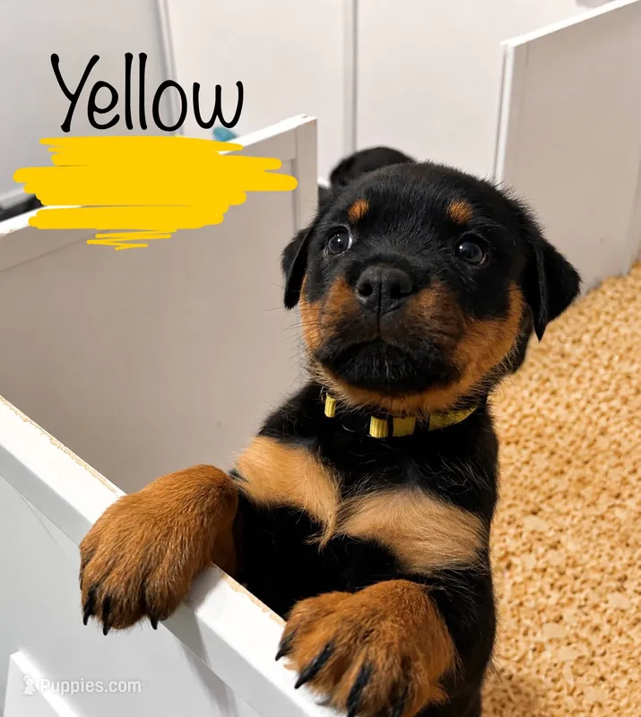 Yellow Girl – Rottweiler puppy for sale in Monroe, WI