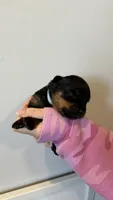 Baby Blue Girl, a female Rottweiler for sale in Monroe, WI – 2 of 2
