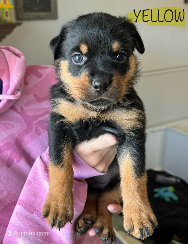 Yellow Girl – Rottweiler puppy for sale in Monroe, WI