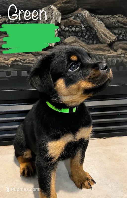 Green Male – Rottweiler puppy for sale in Monroe, WI