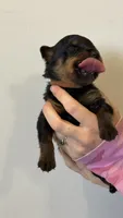 Brown Male, a male Rottweiler for sale in Monroe, WI – 2 of 2