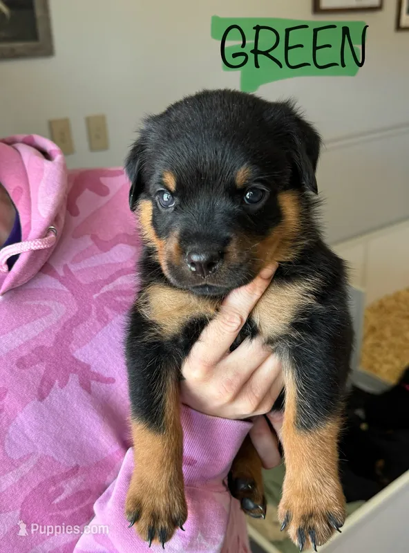 Green Male – Rottweiler puppy for sale in Monroe, WI