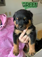 Green Male, a male Rottweiler for sale in Monroe, WI – 1 of 2