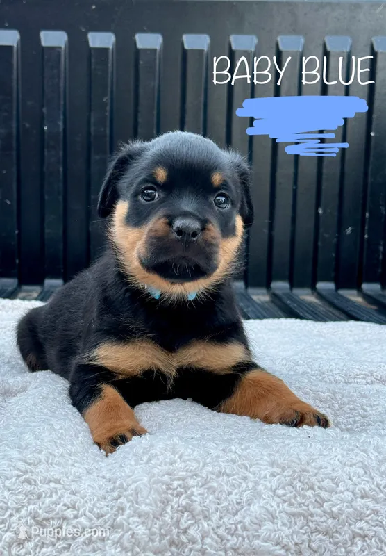 Baby Blue Girl – Rottweiler puppy for sale in Monroe, WI