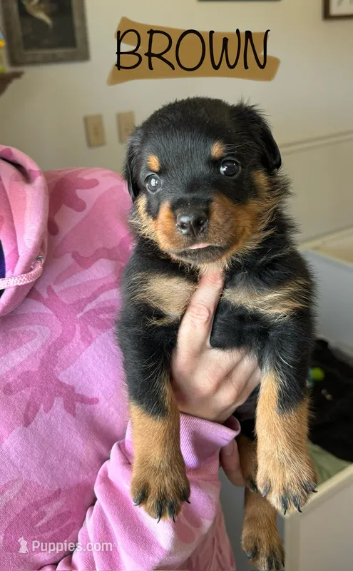 Brown Male – Rottweiler puppy for sale in Monroe, WI