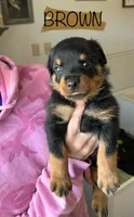 Brown Male, a male Rottweiler for sale in Monroe, WI – 1 of 2