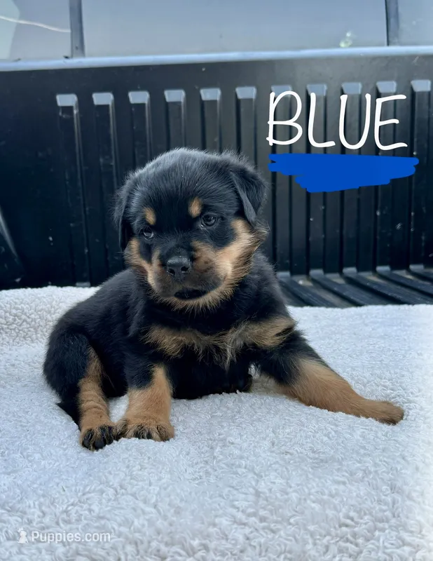 Blue Male – Rottweiler puppy for sale in Monroe, WI