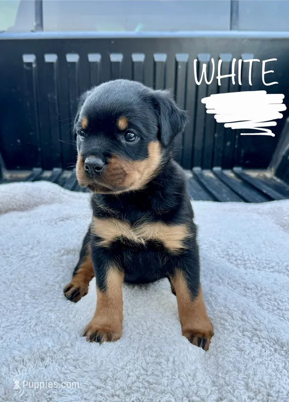 White Girl – Rottweiler puppy for sale in Monroe, WI