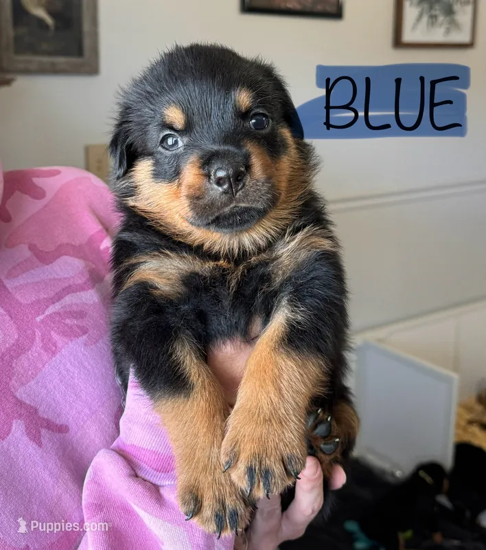 Blue Male – Rottweiler puppy for sale in Monroe, WI