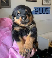 Blue Male, a male Rottweiler for sale in Monroe, WI – 1 of 2