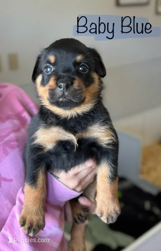 Baby Blue Girl – Rottweiler puppy for sale in Monroe, WI