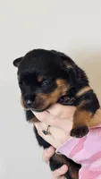 White Girl, a female Rottweiler for sale in Monroe, WI – 2 of 2