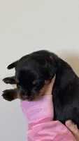 Red Male, a male Rottweiler for sale in Monroe, WI – 2 of 2