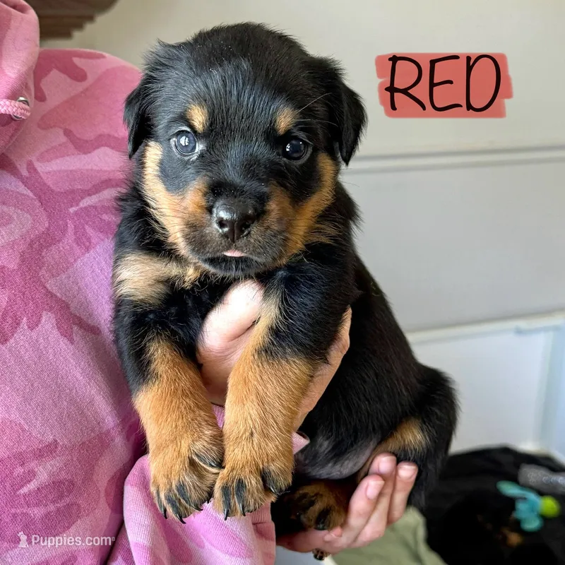 Red Male – Rottweiler puppy for sale in Monroe, WI