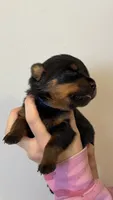 Blue Male, a male Rottweiler for sale in Monroe, WI – 2 of 2