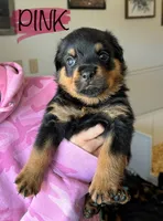 Pink Girl, a female Rottweiler for sale in Monroe, WI – 1 of 2