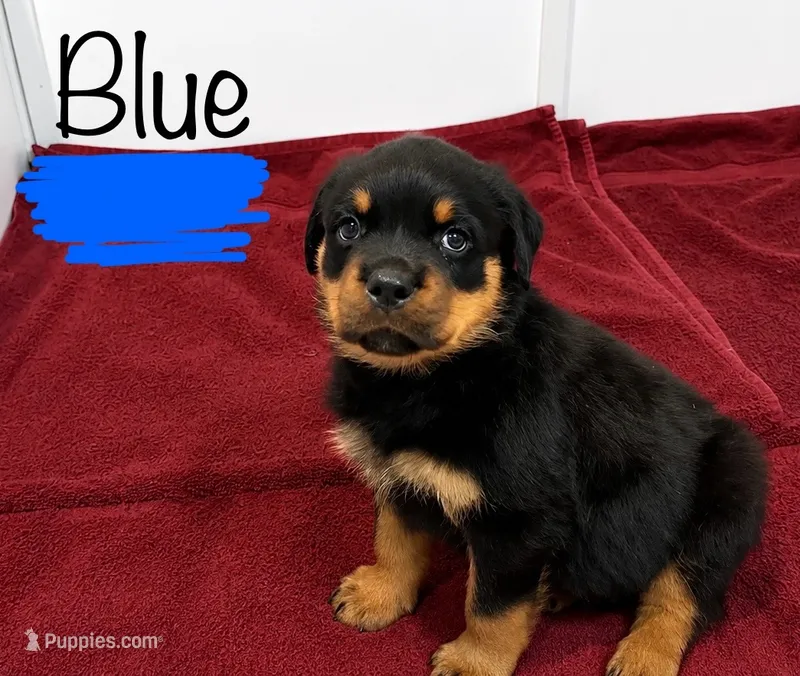 Blue Male – Rottweiler puppy for sale in Monroe, WI