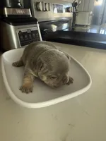 Rocky, a male French Bulldog for sale in Reno, NV – Photo 7 of 7