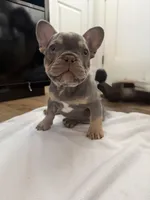 Rocky, a male French Bulldog for sale in Reno, NV – Photo 3 of 7