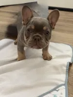 Rocky, a male French Bulldog for sale in Reno, NV – Photo 2 of 7
