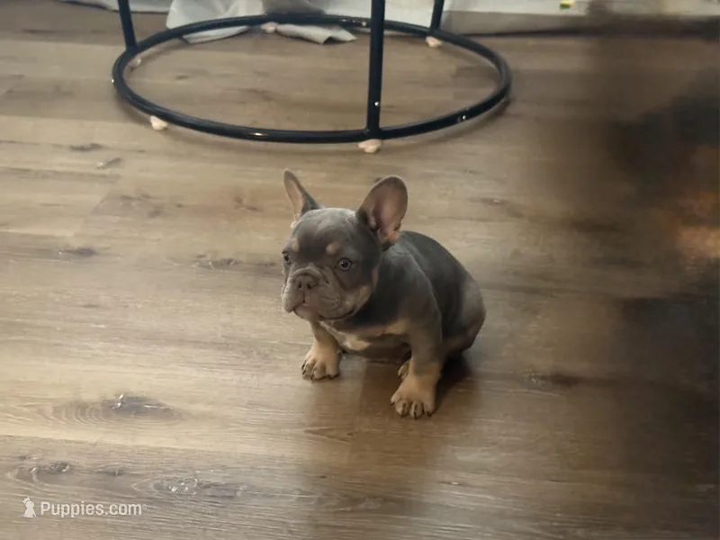 Rocky – French Bulldog puppy for sale in Reno, NV