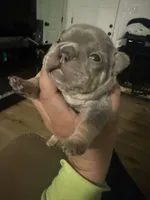 Rocky, a male French Bulldog for sale in Reno, NV – Photo 6 of 7