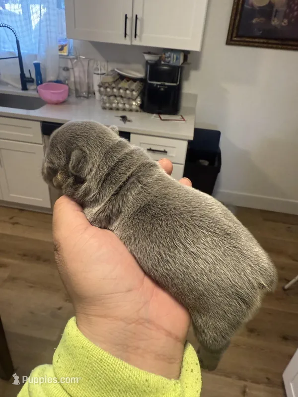 Chucky, a male French Bulldog for sale in Reno, NV – Photo 1 of 6