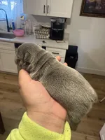 Chucky, a male French Bulldog for sale in Reno, NV – Photo 1 of 6