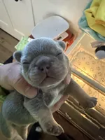 Chucky, a male French Bulldog for sale in Reno, NV – Photo 2 of 6