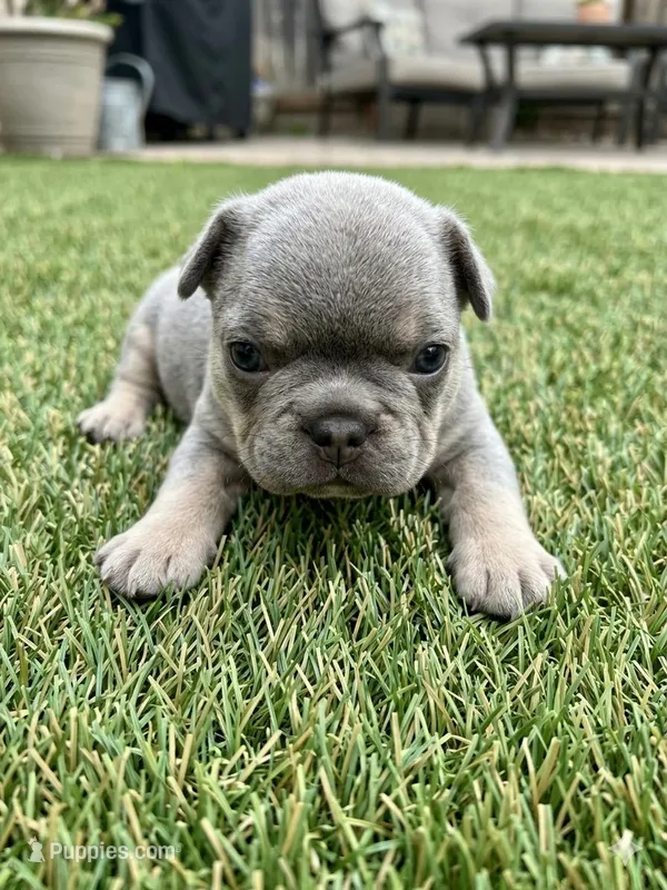 Chucky – French Bulldog puppy for sale in Reno, NV