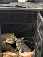 Chucky, a male French Bulldog for sale in Reno, NV – Photo 3 of 10