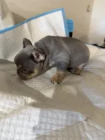 Chucky, a male French Bulldog for sale in Reno, NV – Photo 8 of 10