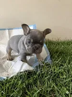 Chucky, a male French Bulldog for sale in Reno, NV – Photo 4 of 10