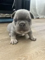 Chucky, a male French Bulldog for sale in Reno, NV – Photo 3 of 8