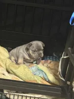 Chucky, a male French Bulldog for sale in Reno, NV – Photo 4 of 8