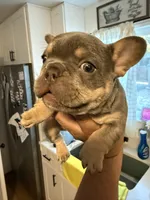 Chucky, a male French Bulldog for sale in Reno, NV – Photo 6 of 10