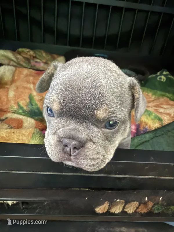 Chucky – French Bulldog puppy for sale in Reno, NV