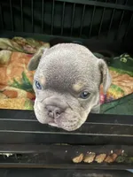 Chucky, a male French Bulldog for sale in Reno, NV – Photo 7 of 10