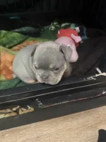 Chucky, a male French Bulldog for sale in Reno, NV – Photo 10 of 10