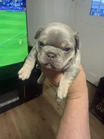 Chucky, a male French Bulldog for sale in Reno, NV – Photo 6 of 8