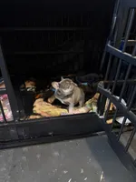 Chucky, a male French Bulldog for sale in Reno, NV – Photo 5 of 10