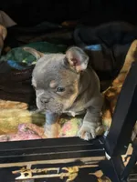 Chucky, a male French Bulldog for sale in Reno, NV – Photo 2 of 10