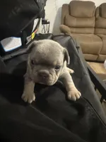 Chucky, a male French Bulldog for sale in Reno, NV – Photo 2 of 8