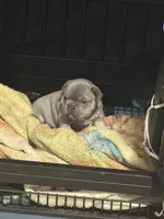 Chucky, a male French Bulldog for sale in Reno, NV – Photo 5 of 8