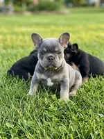 Chucky, a male French Bulldog for sale in Reno, NV – Photo 1 of 10
