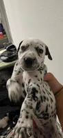 dalmatian, a female Dalmatian and Siberian Husky for sale in Tampa, FL – 6 of 6