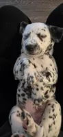 dalmatian, a female Dalmatian and Siberian Husky for sale in Tampa, FL – 4 of 6